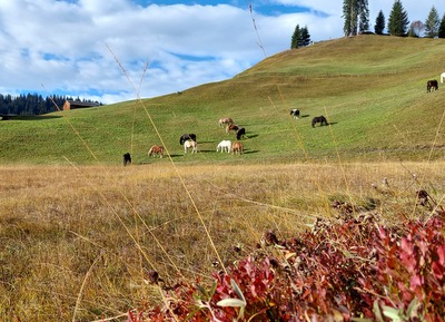 Herbstweide